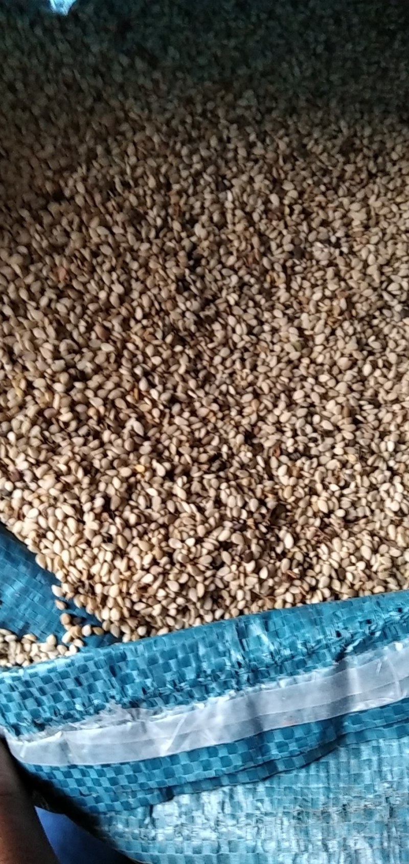 芝麻河南信阳精品芝麻大别山特产河南信阳芝麻