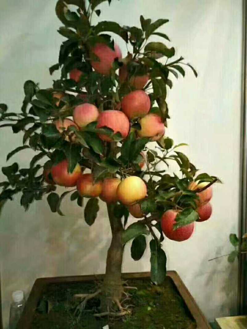 真正的富士大苹果盆栽