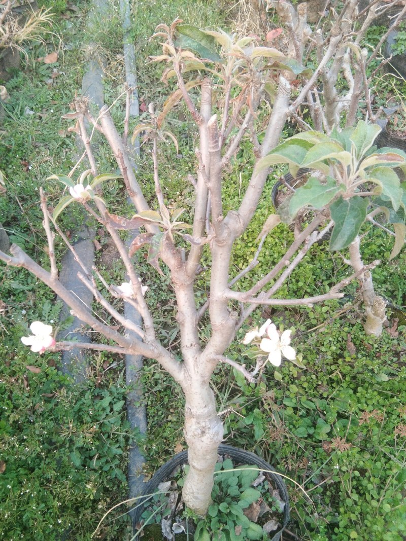 真正的富士大苹果盆栽