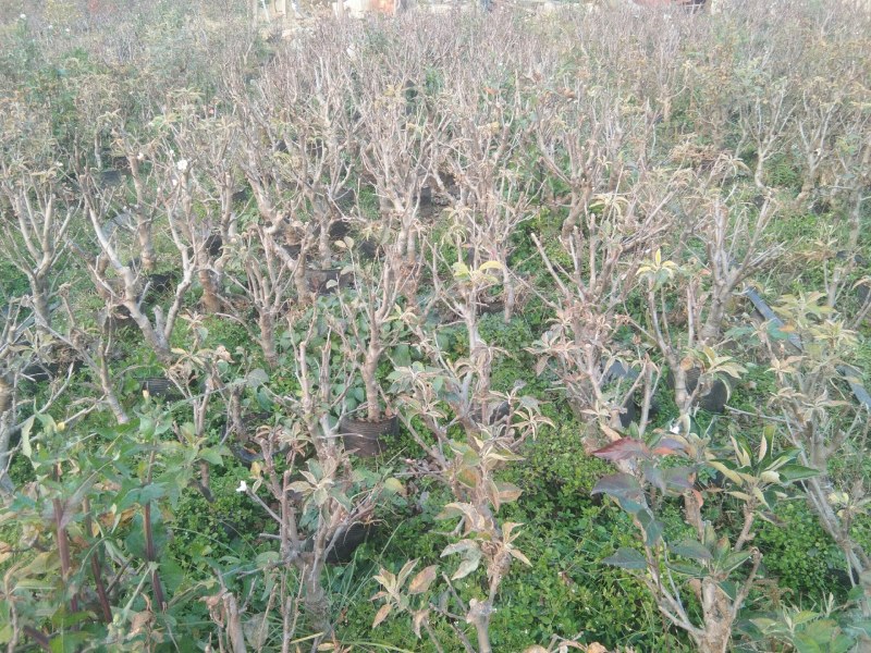 真正的富士大苹果盆栽