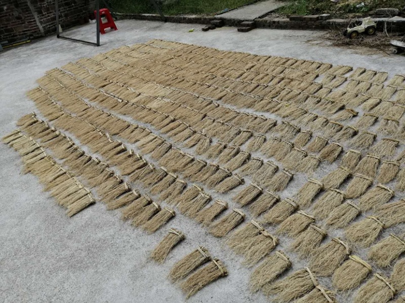 粤北山区养肝草(丝线根）产地直销大量批发