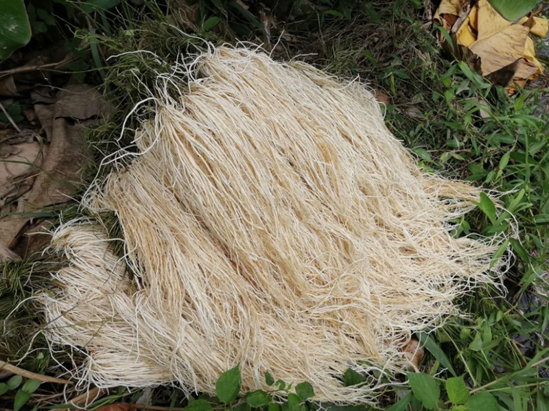 粤北山区养肝草(丝线根）产地直销大量批发