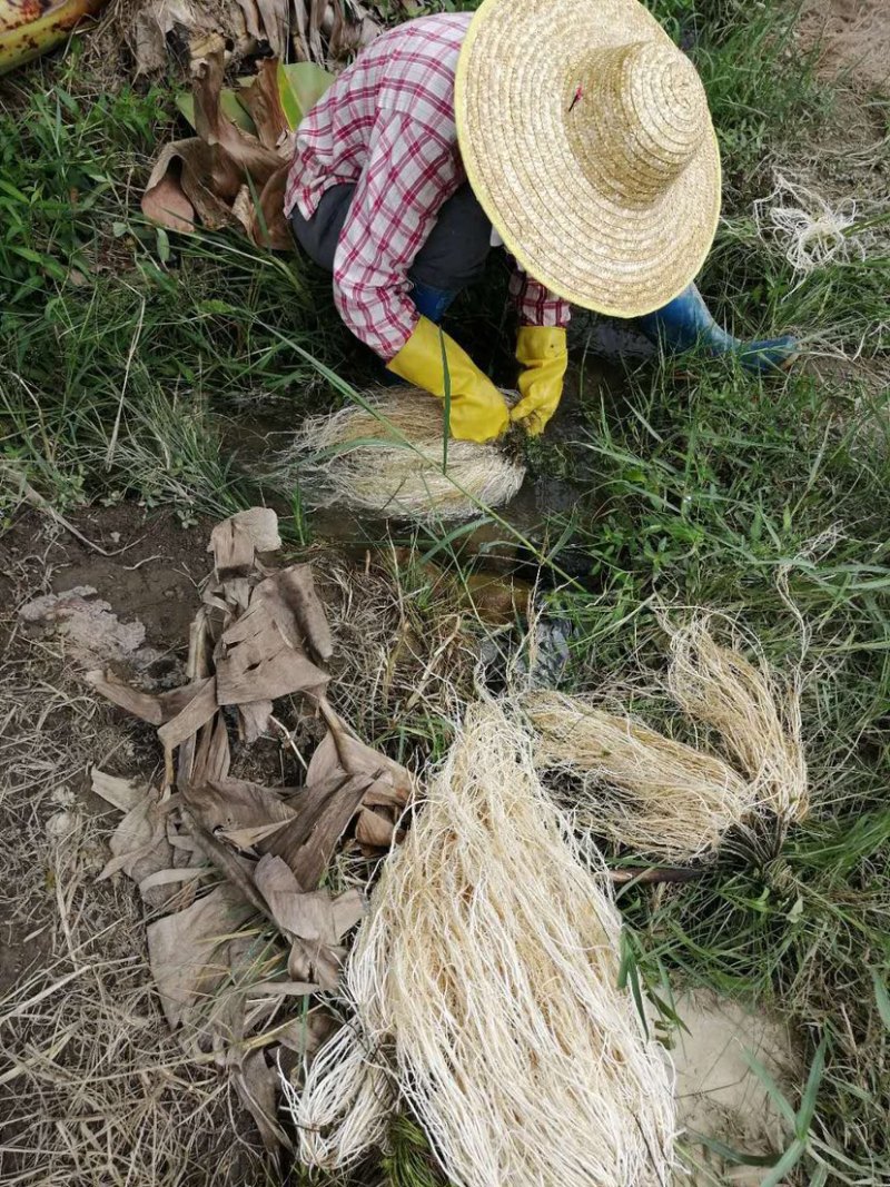粤北山区养肝草(丝线根）产地直销大量批发