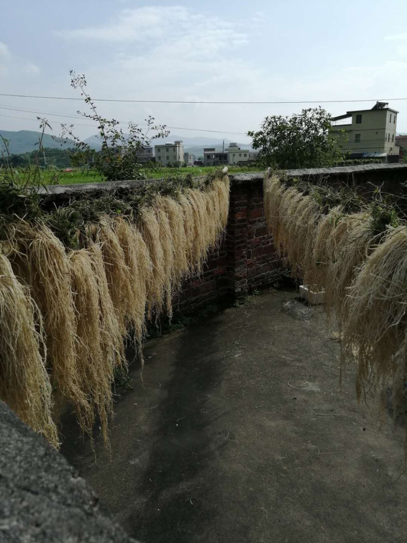 粤北山区养肝草(丝线根）产地直销大量批发