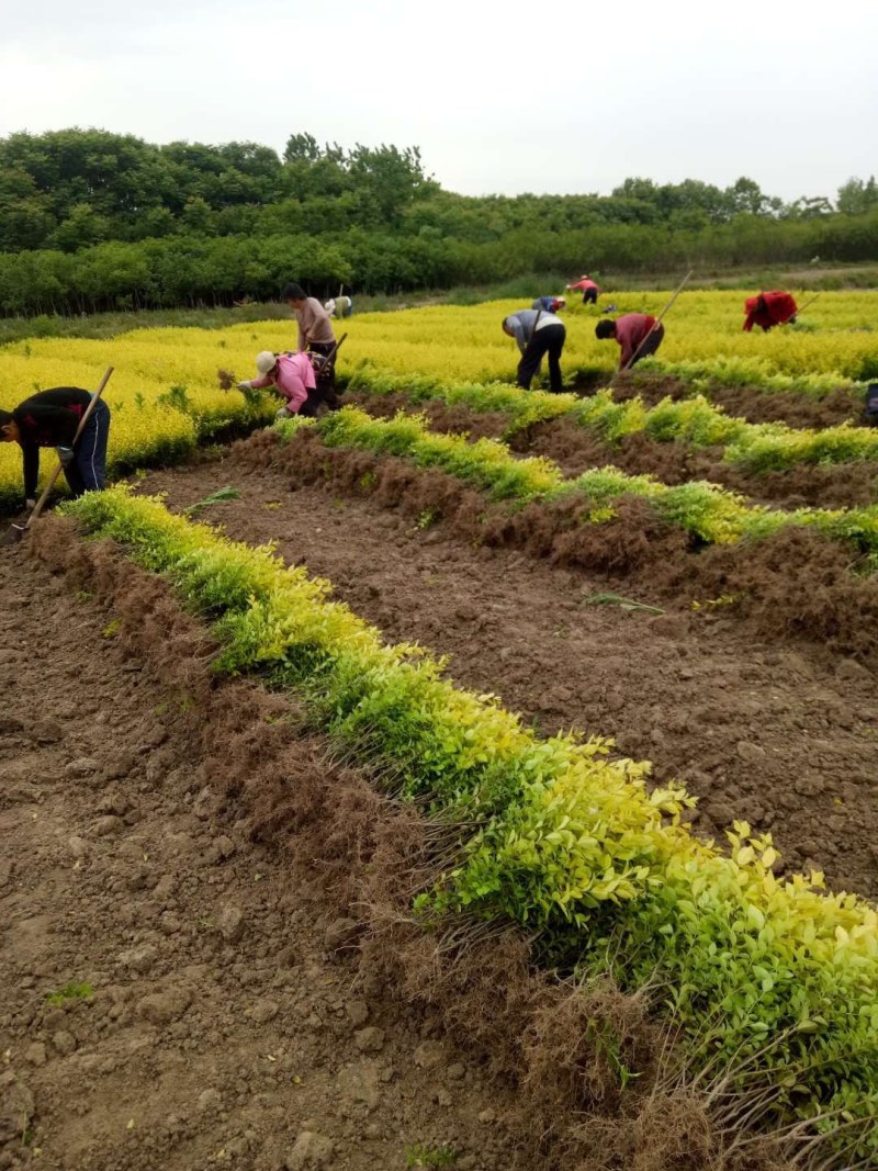 金叶女贞，金叶女贞价格，金叶女贞基地，河南金叶女贞基地，