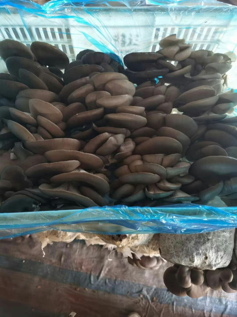鲜平菇大量上市，有意愿的联系
