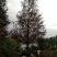 水杉，水杉价格，水杉基地，河南省潢川县友好苗圃场水杉基地