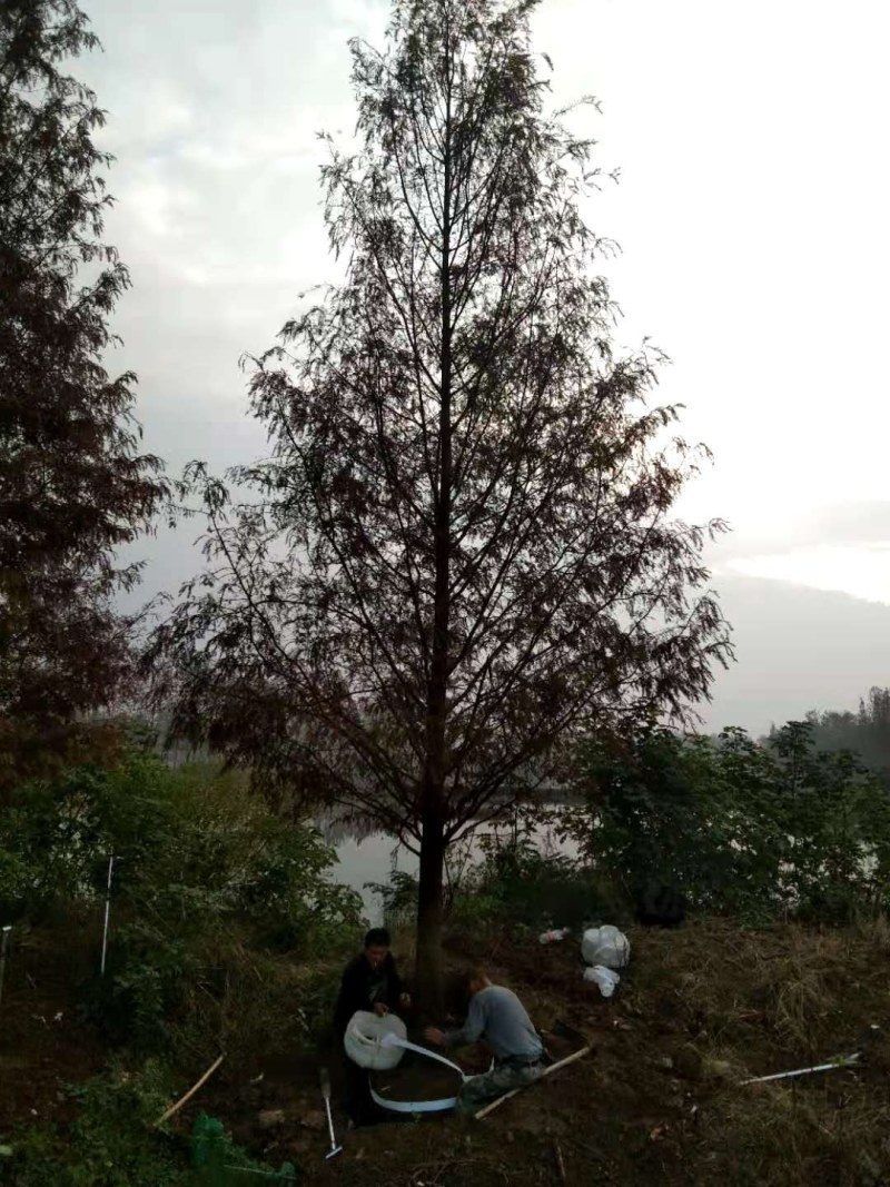 水杉，水杉价格，水杉基地，河南省潢川县友好苗圃场水杉基地