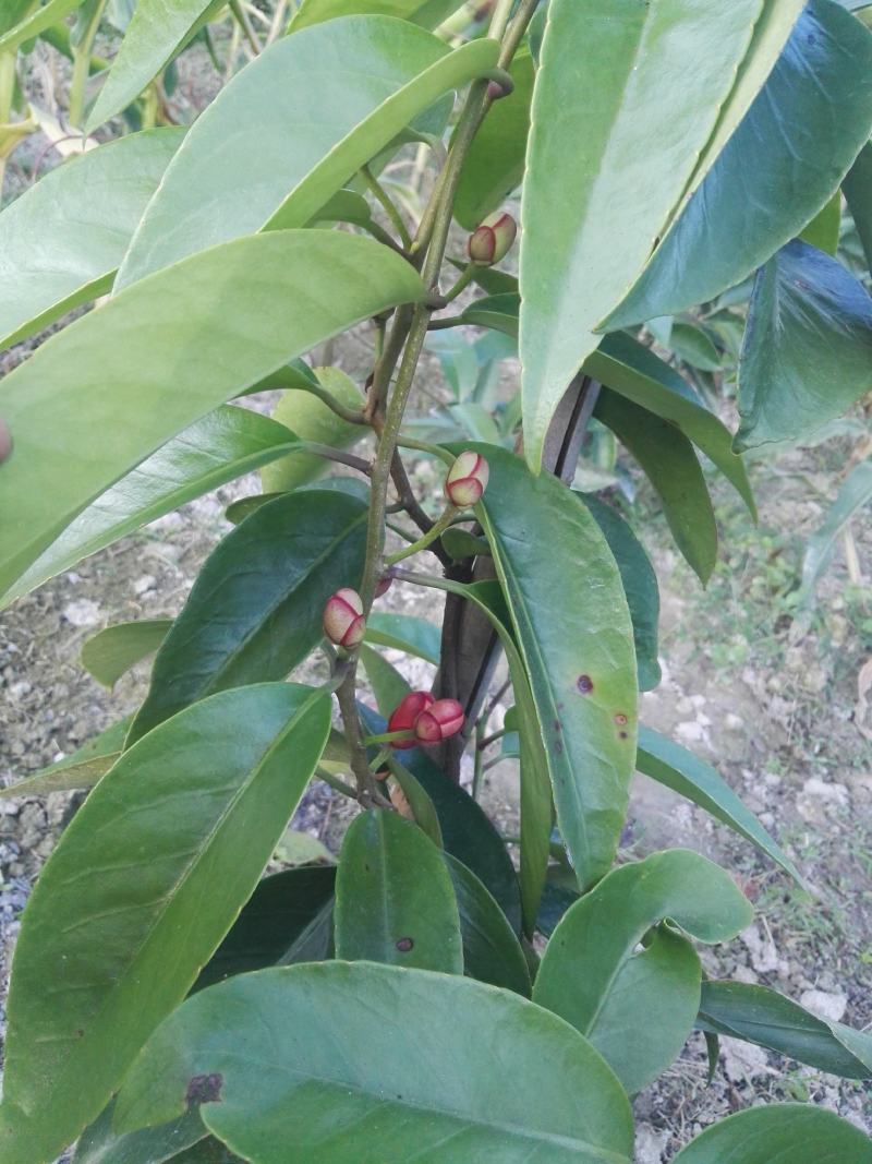 大甩卖三年黑老虎苗（布福娜）三年苗全是移植苗粗壮根多。