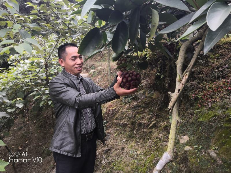 大甩卖三年黑老虎苗（布福娜）三年苗全是移植苗粗壮根多。