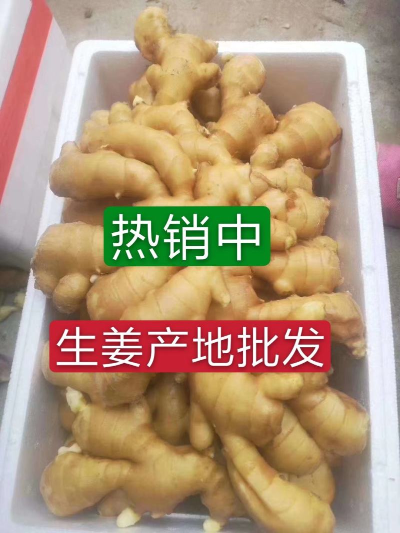 山东优选大黄姜大量供应【全国发货坏烂包赔】质量保证