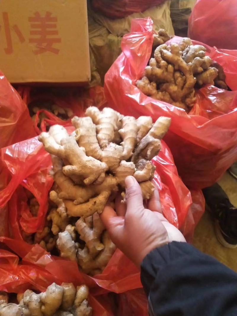 山东优选大黄姜大量供应【全国发货坏烂包赔】质量保证