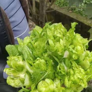 基地优质儿菜清秀无冒台