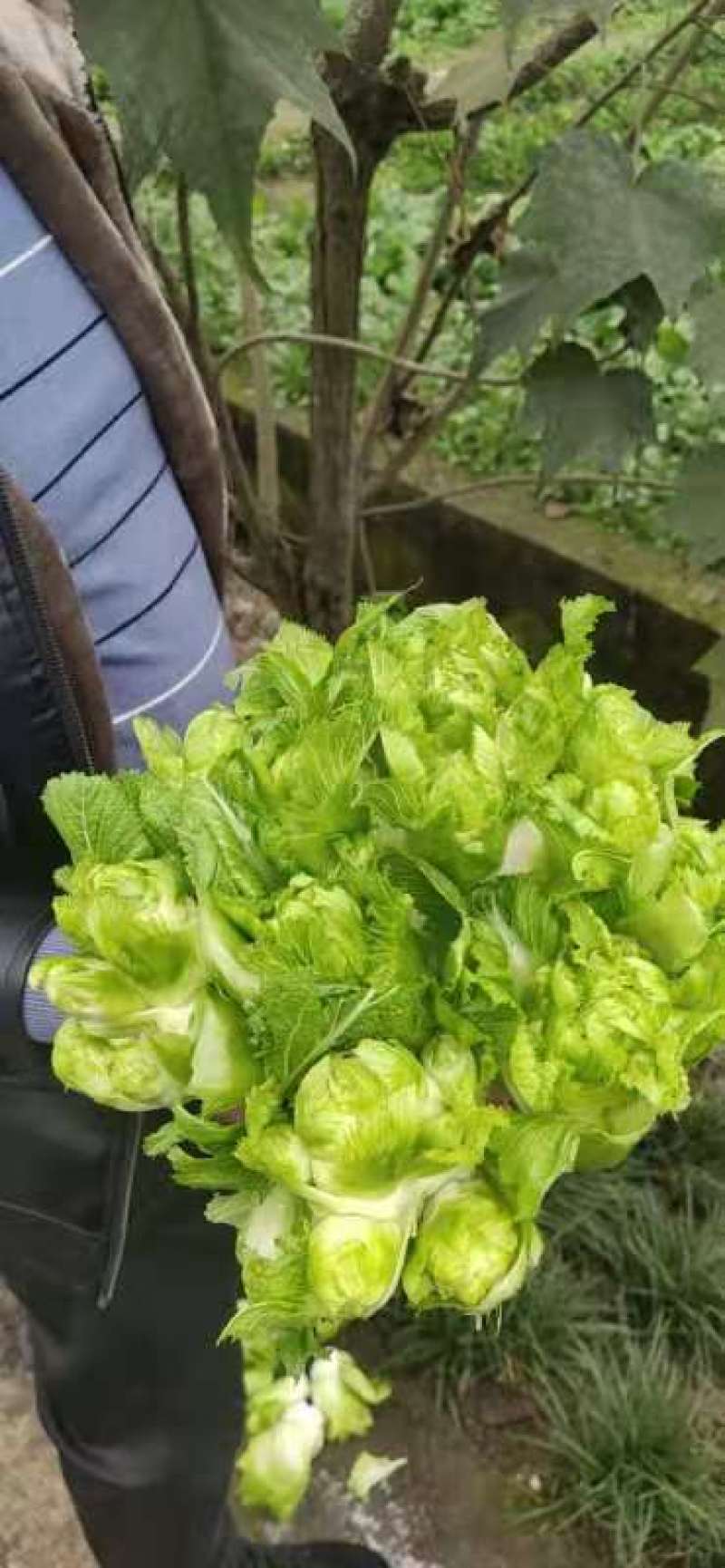 基地优质儿菜清秀无冒台