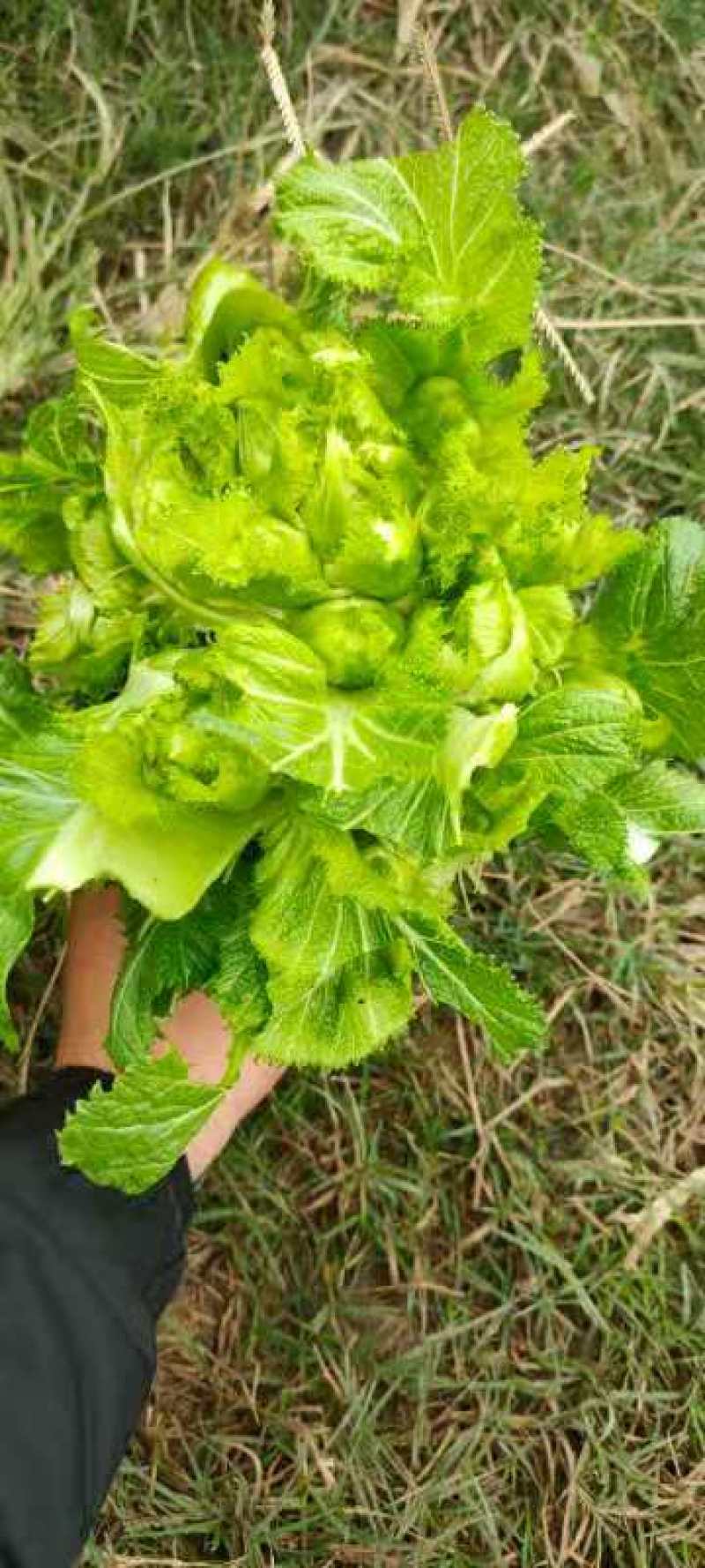 基地优质儿菜清秀无冒台