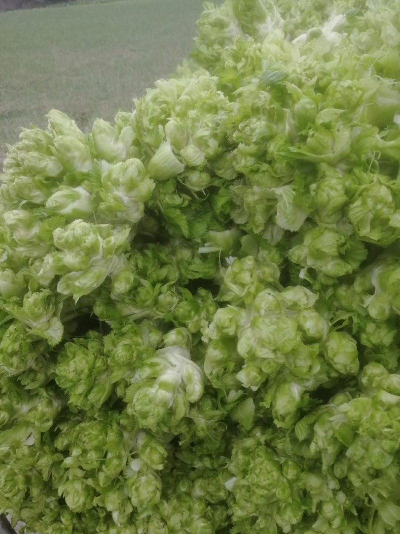 基地优质儿菜清秀无冒台
