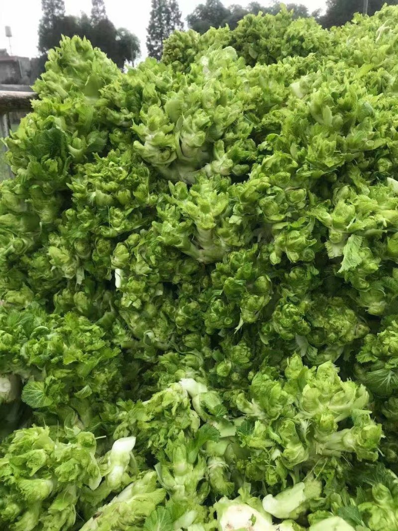 基地优质儿菜清秀无冒台