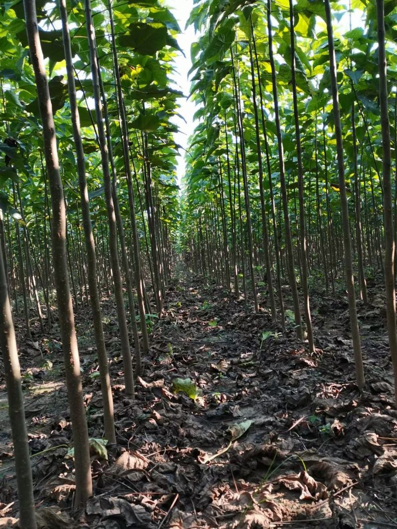 楸树种植基地3公分，5公分，4公分，工程用苗，造林用苗