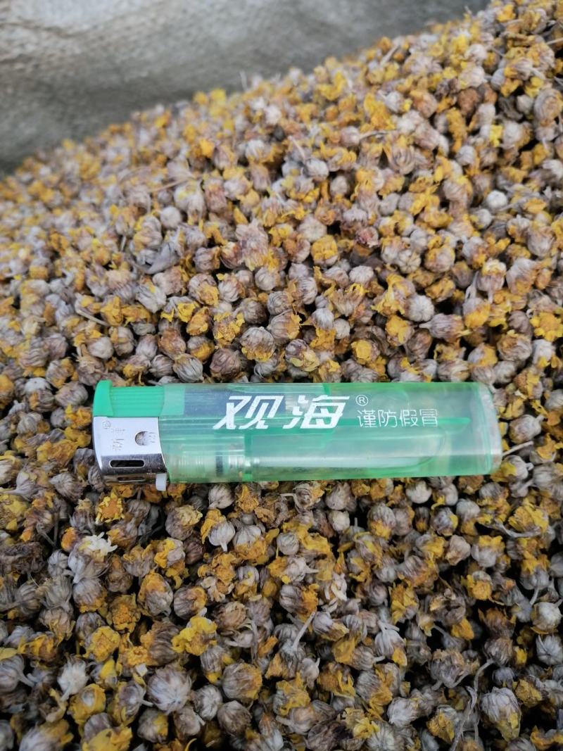 常年供应，商超，花茶店，电商，精品野菊花。