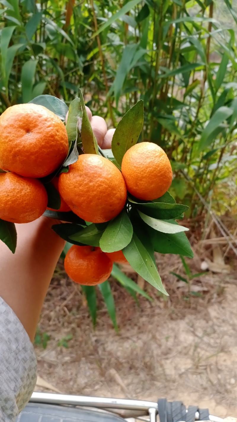 沙糖桔，皮薄，化渣，起明纱，够甜，火红色