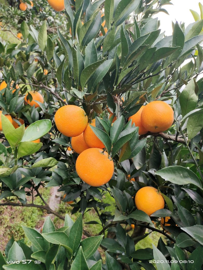 【伦晚】脐橙秭归脐橙皮薄汁多无差价诚信经营