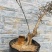 （热销）盆景树甘肃小叶迎春花下山老桩迎春图发客服