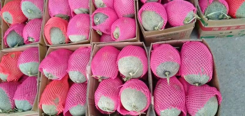 西州蜜小蜜25大量供应价格便宜甜度在16个点鲜瓣质量好