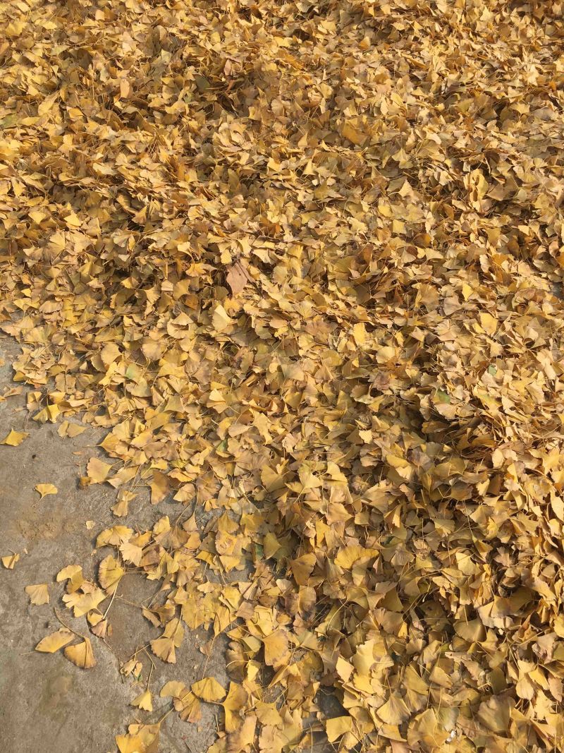 常年大货供应干黄银杏叶，供应数量：120吨