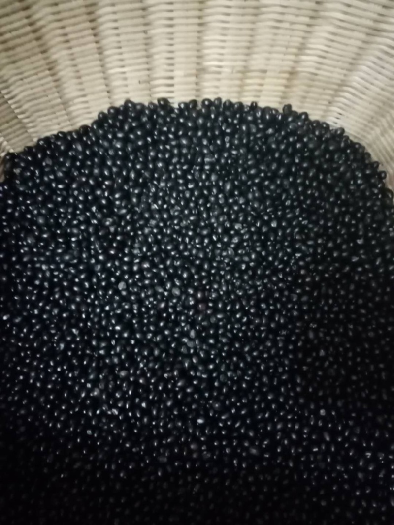 大量出售山豆根种子颗颗饱满