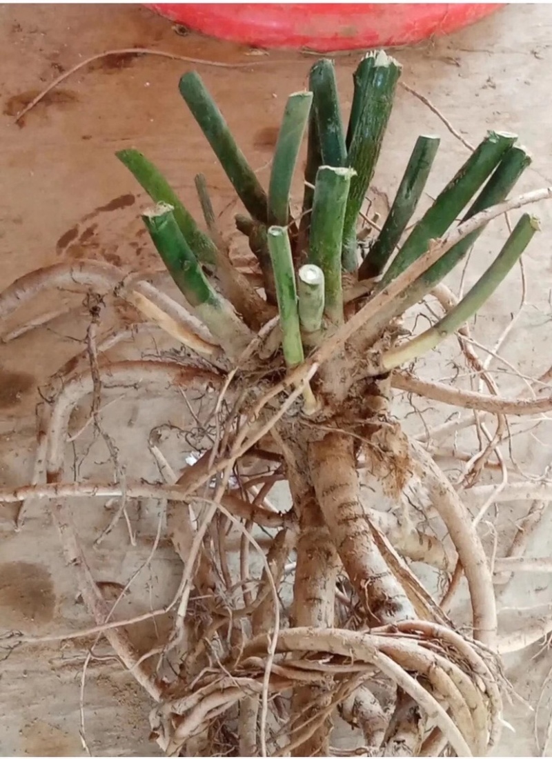 大量出售山豆根种子颗颗饱满