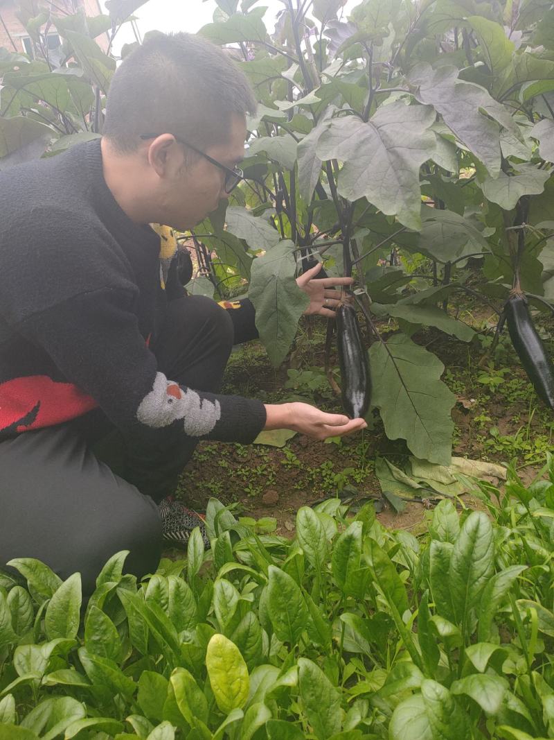 茄子种子墨茄种子长茄种子烧烤茄种子颜色黑亮条形直