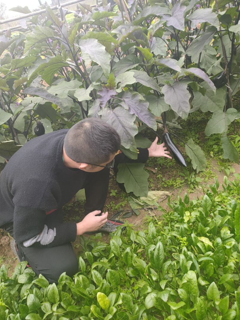 茄子种子墨茄种子长茄种子烧烤茄种子颜色黑亮条形直