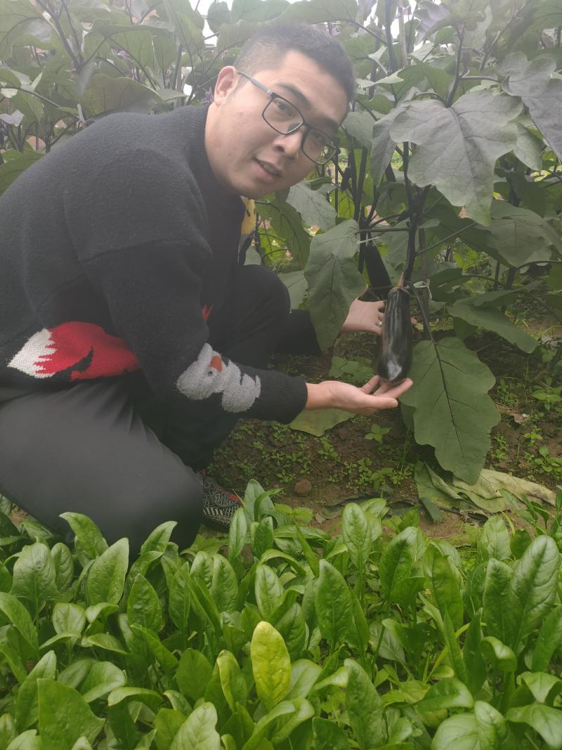 茄子种子墨茄种子长茄种子烧烤茄种子颜色黑亮条形直