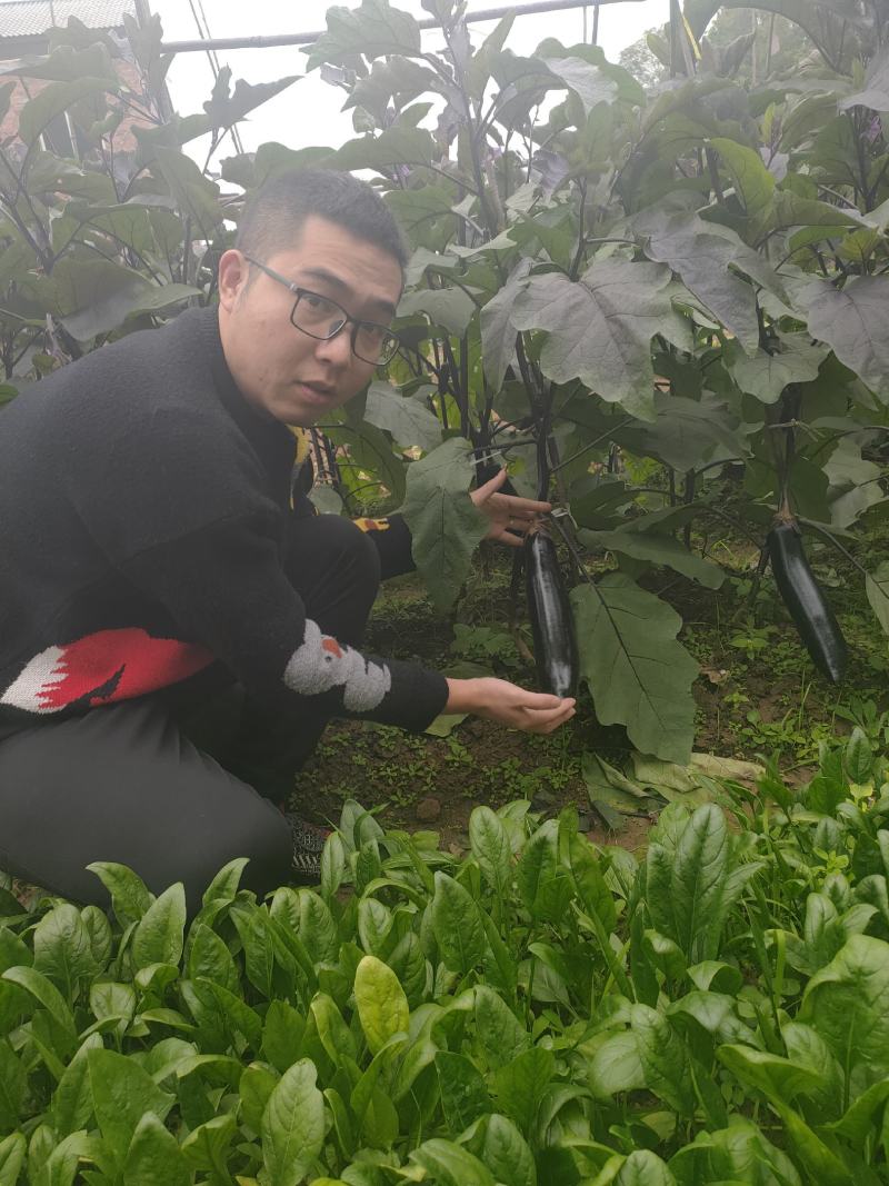 茄子种子墨茄种子长茄种子烧烤茄种子颜色黑亮条形直