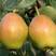 红香酥梨冷库直销大量供应，欢迎采购价格1.3，60起步。