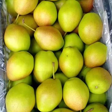 红香酥梨冷库直销大量供应，欢迎采购价格1.3，60起步。