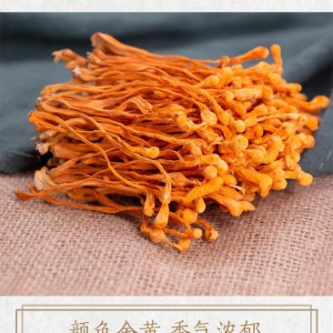 虫草花排草孢子头进出口大量现货供应