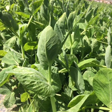 豆苗，新鲜蔬菜长年有货