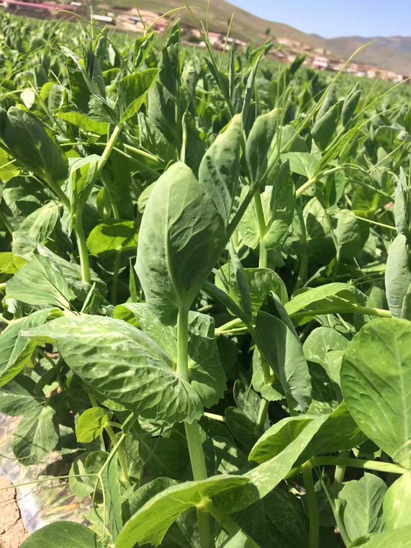 豆苗，新鲜蔬菜长年有货