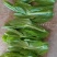 豆苗，新鲜蔬菜长年有货