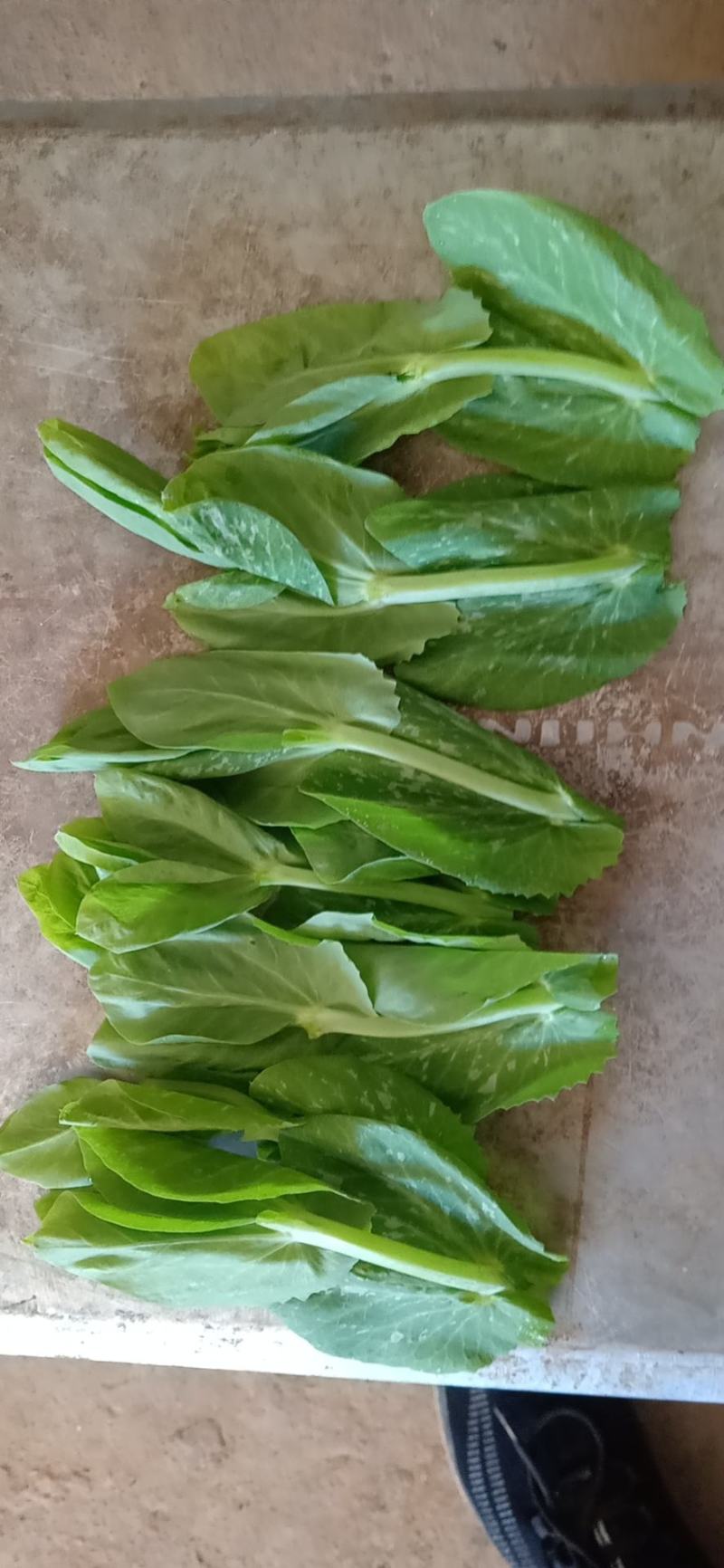 豆苗，新鲜蔬菜长年有货