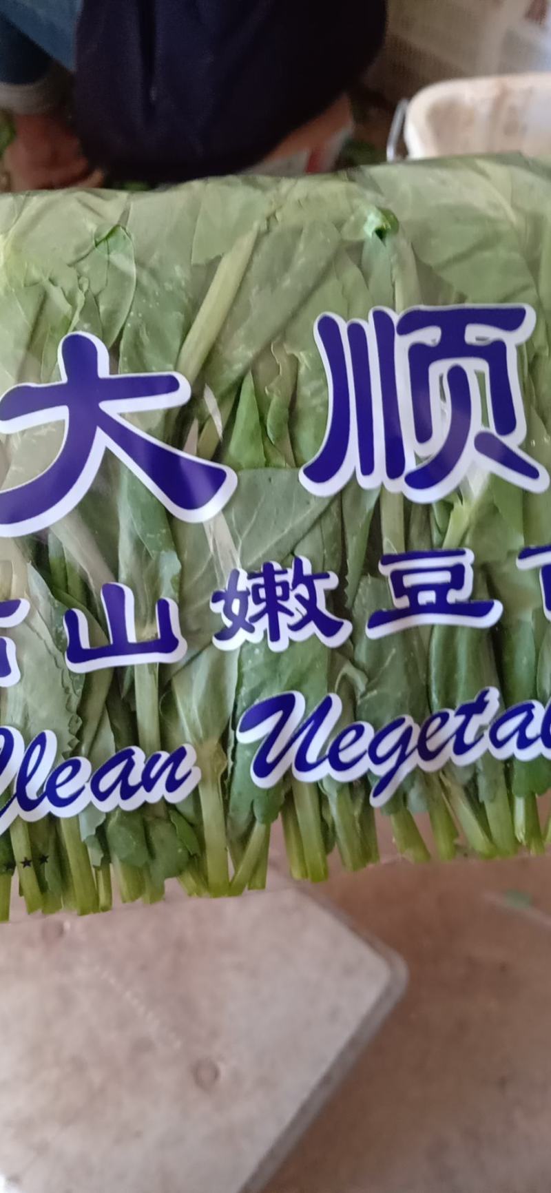 豆苗，新鲜蔬菜长年有货
