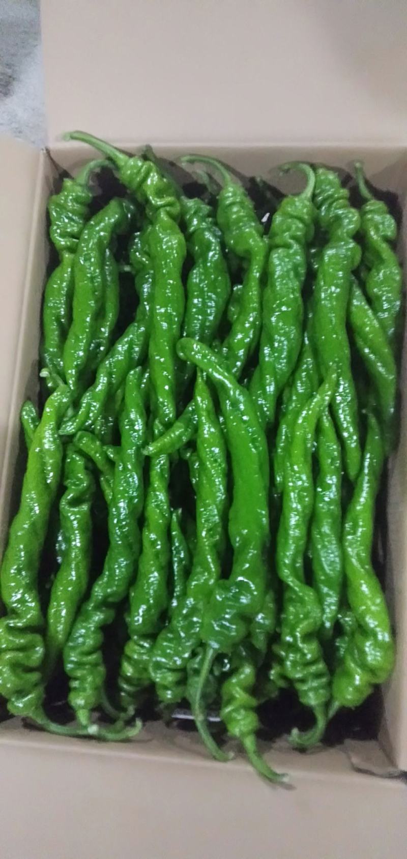 线椒鲜辣椒辣椒之类