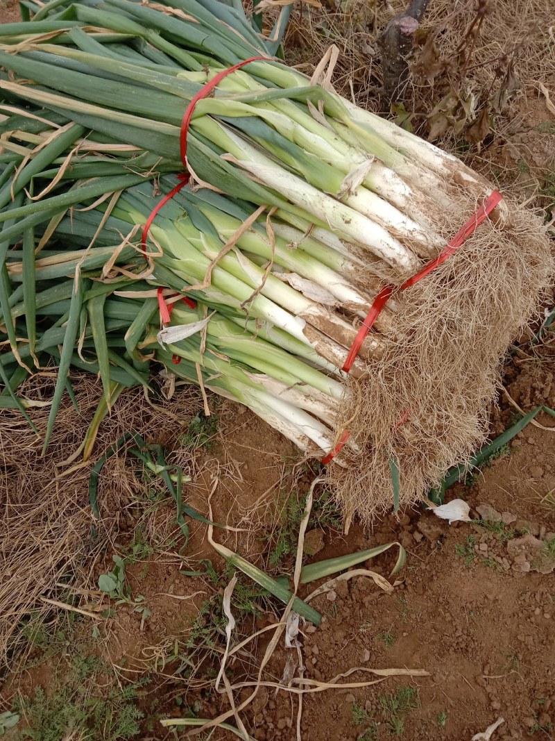 赞皇百亩大葱大量出售
