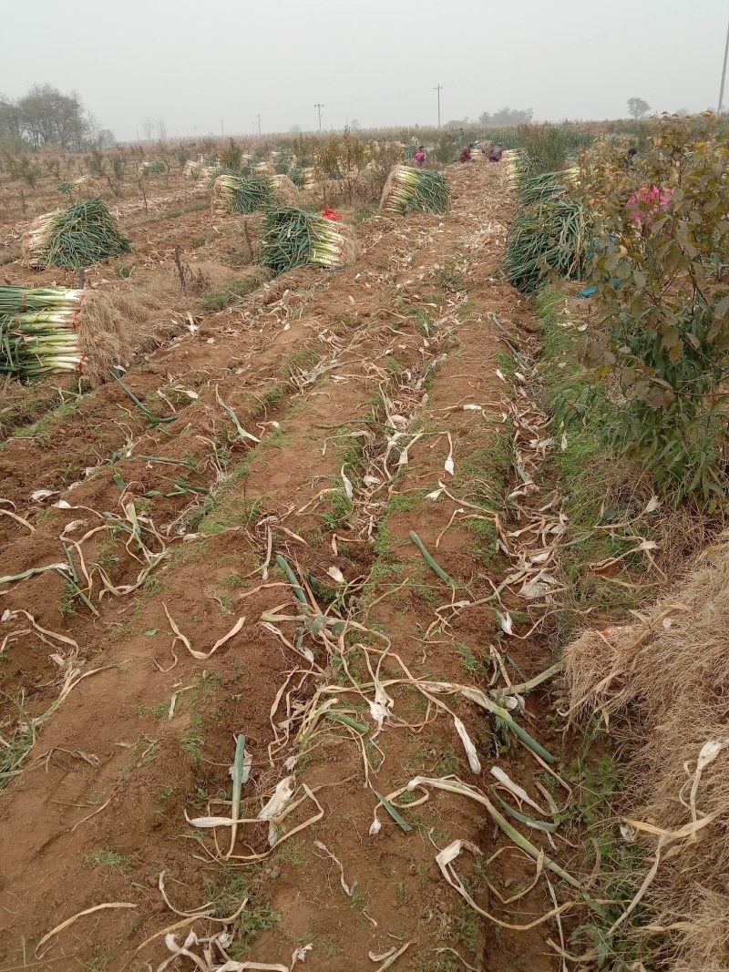 赞皇百亩大葱大量出售