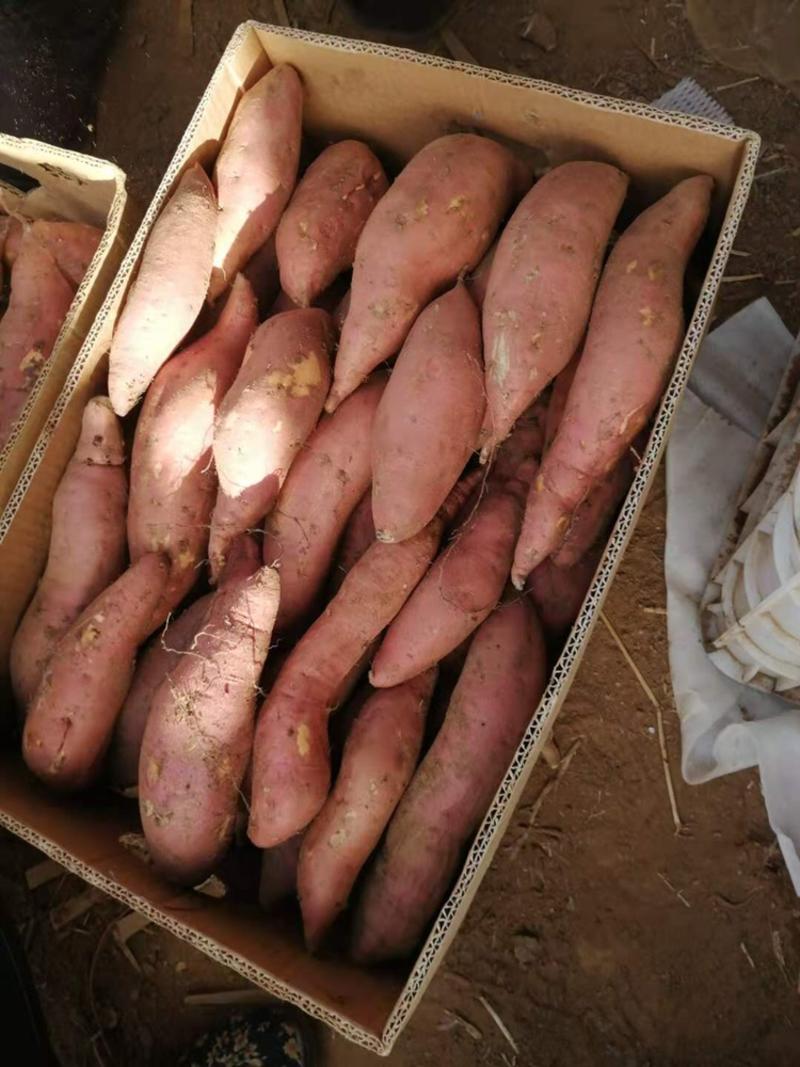 烟薯25，品质保证，辽宁锦州