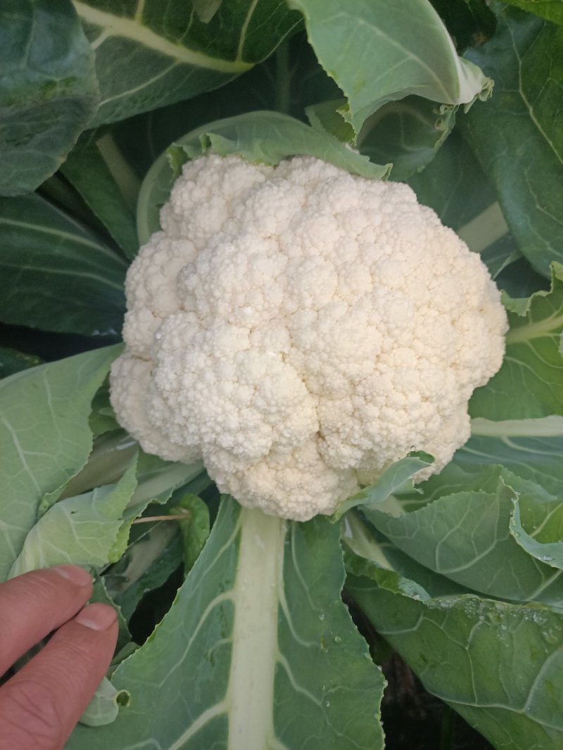 散花