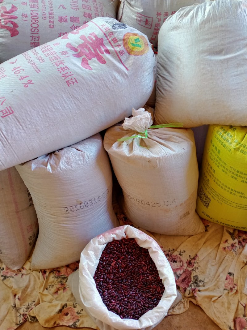 红腰豆，质量保证，品质好，大量供应