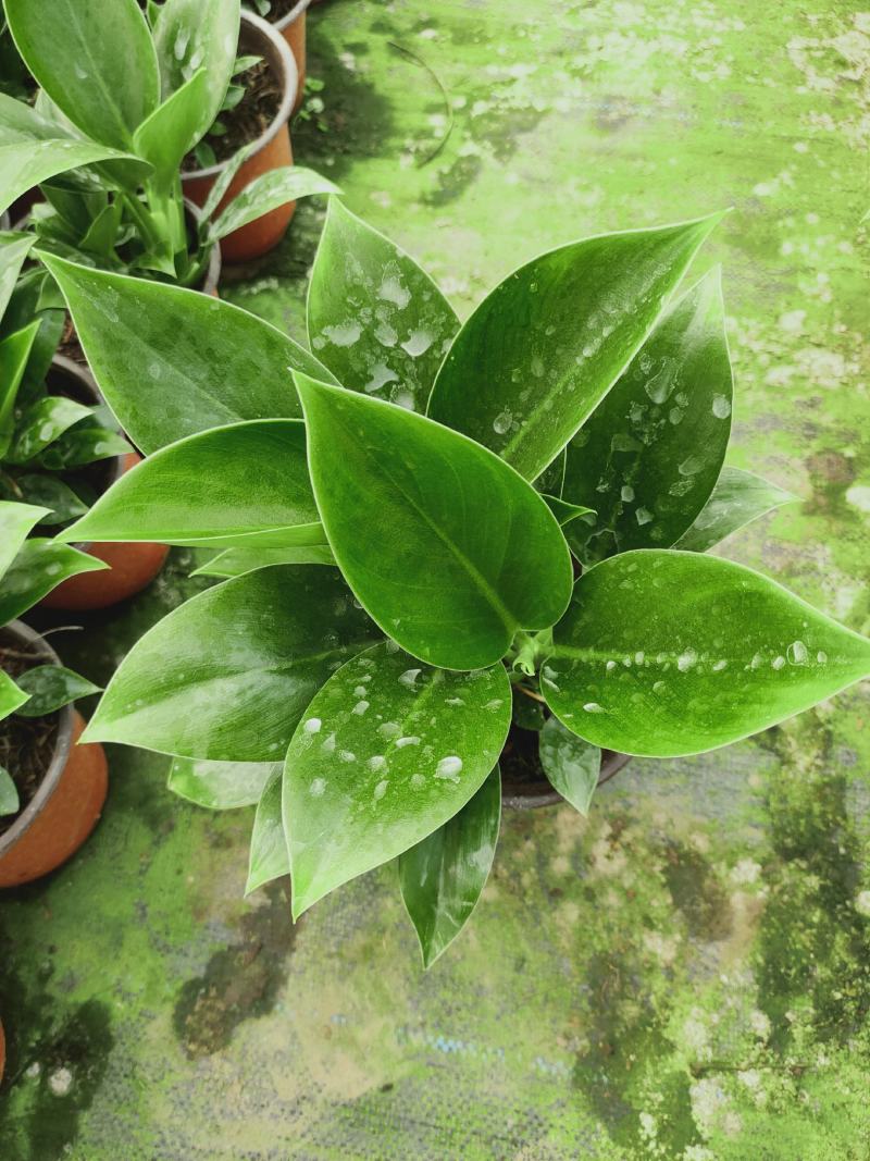 绿公主泰国金钻，观叶植物，吸收甲醛易养活基地直发量大从