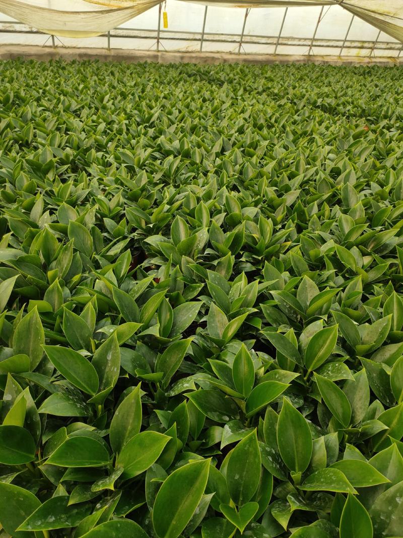 绿公主泰国金钻，观叶植物，吸收甲醛易养活基地直发量大从